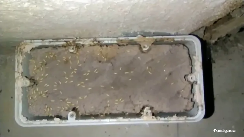 ANDRA Control De Plagas y Desinfección