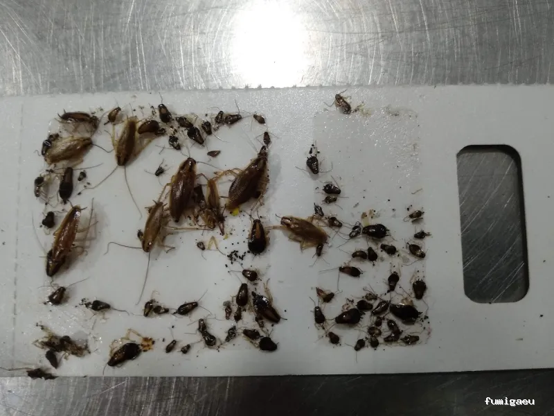 ANDRA Control De Plagas y Desinfección