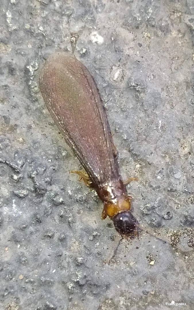 ANDRA Control De Plagas y Desinfección