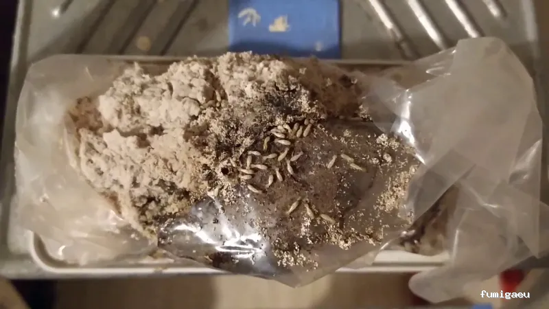 ANDRA Control De Plagas y Desinfección