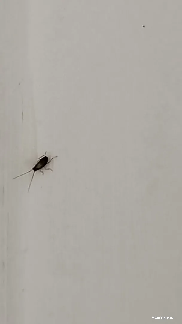 ANDRA Control De Plagas y Desinfección