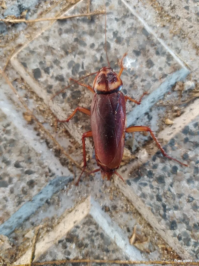 ANDRA Control De Plagas y Desinfección