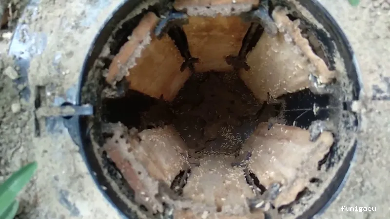 ANDRA Control De Plagas y Desinfección