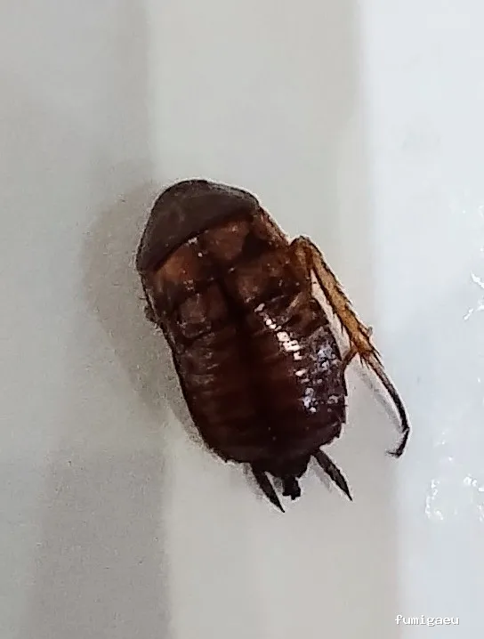 ANDRA Control De Plagas y Desinfección