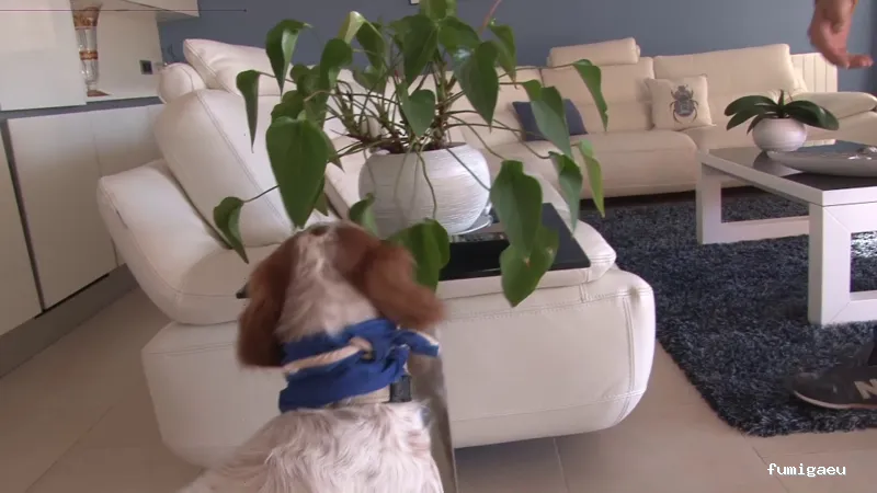 Solochinches · Expertos en Chinches