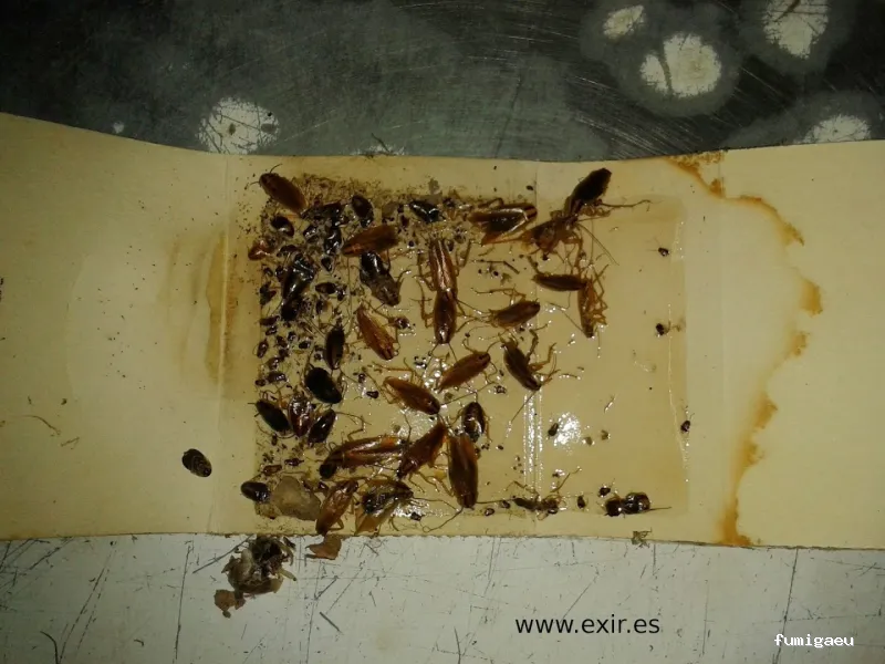 EXIR Control de Plagas