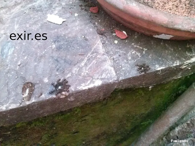 EXIR Control de Plagas