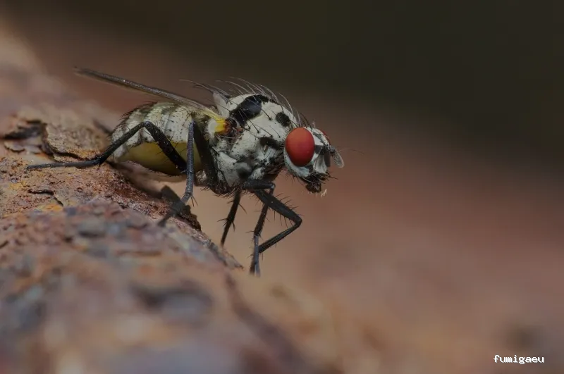 BIOPLAG Control de Plagas en Cartagena | Fumigaciones