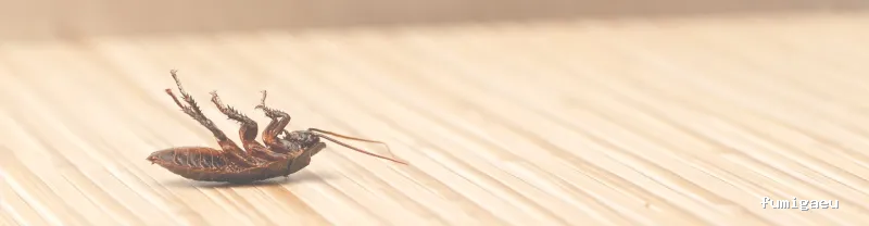 BIOPLAG Control de Plagas en Cartagena | Fumigaciones