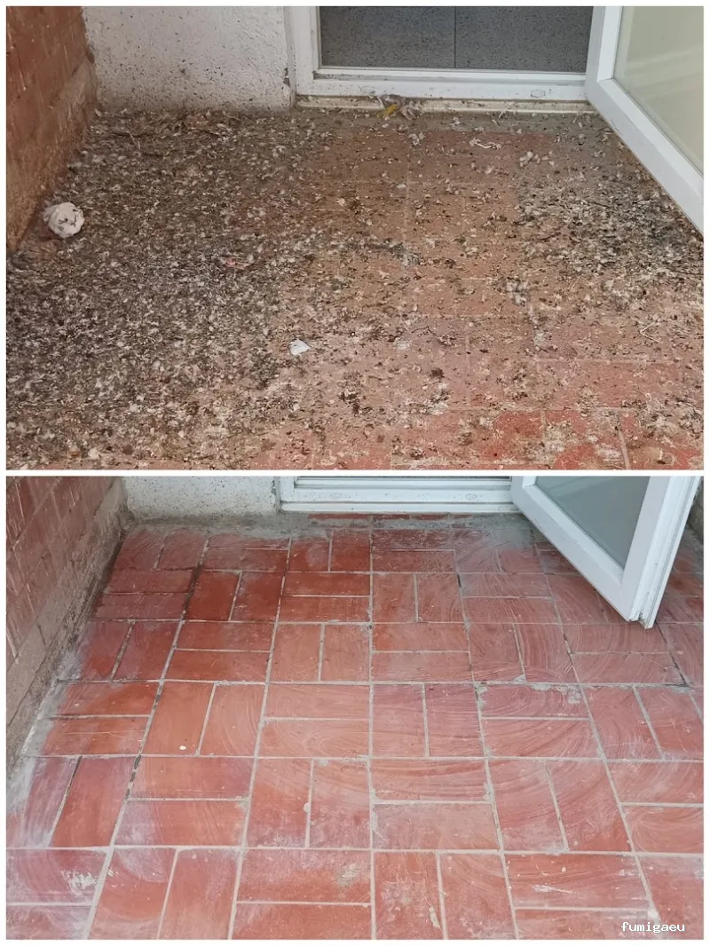 Diset Control de Plagas Barcelona