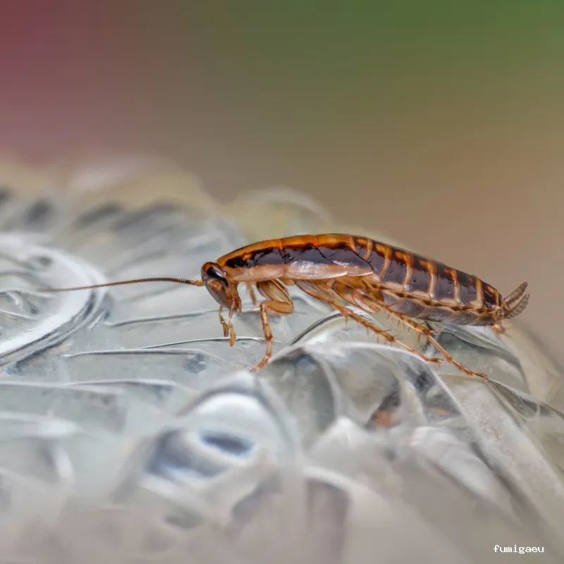 CONTROL DE PLAGAS - Fumigación - Desratización - Desinsectaciones GARRIDO
