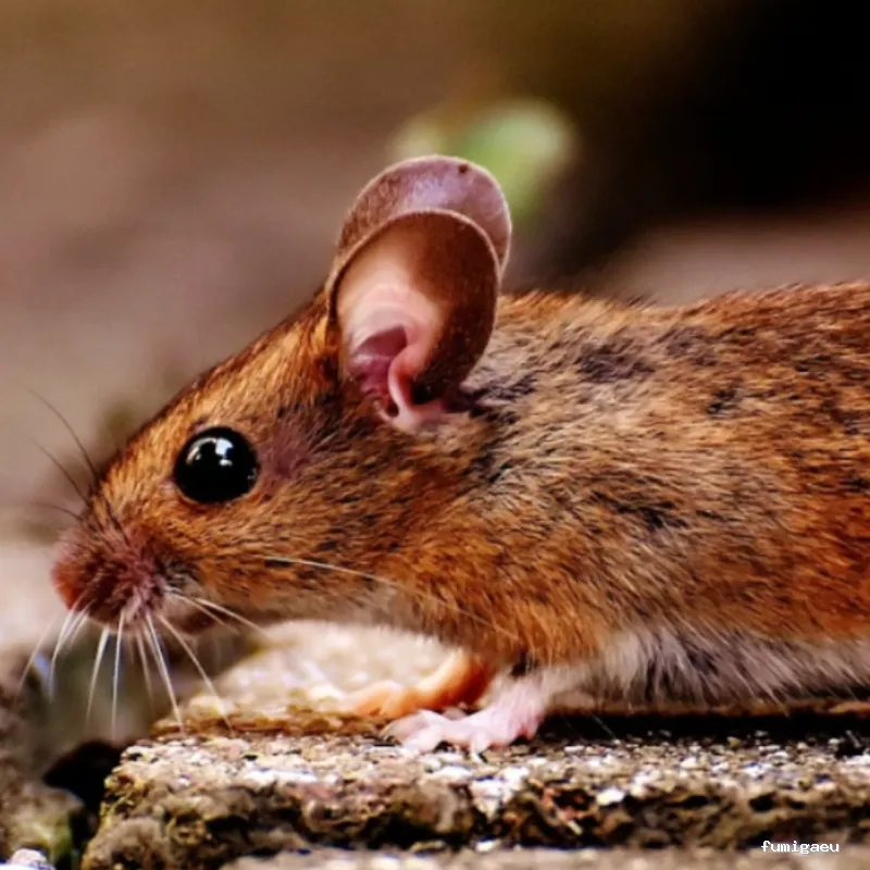 CONTROL DE PLAGAS - Fumigación - Desratización - Desinsectaciones GARRIDO