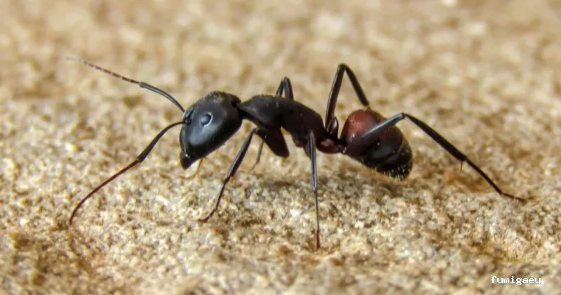 CONTROL DE PLAGAS - Fumigación - Desratización - Desinsectaciones GARRIDO