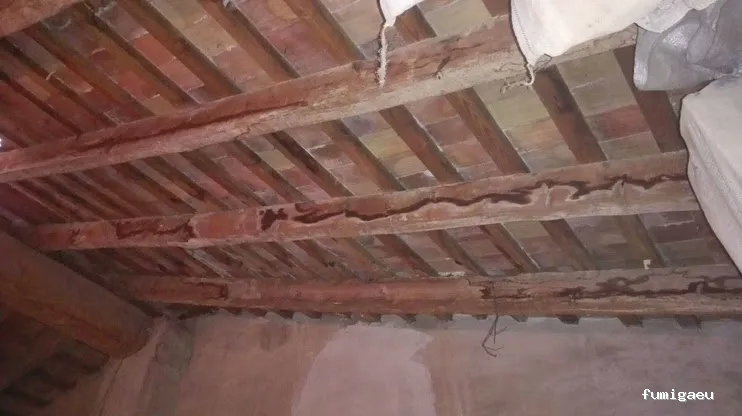 Nemesis Plagas - Fumigación y control de plagas Valencia