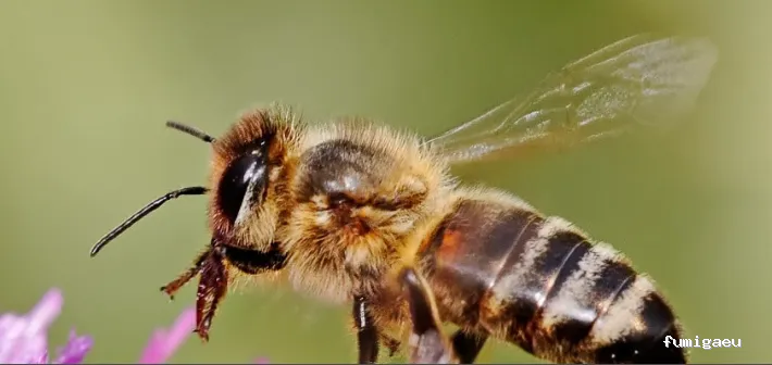 Tratamientos TURA - Control de Plagas en Cataluña