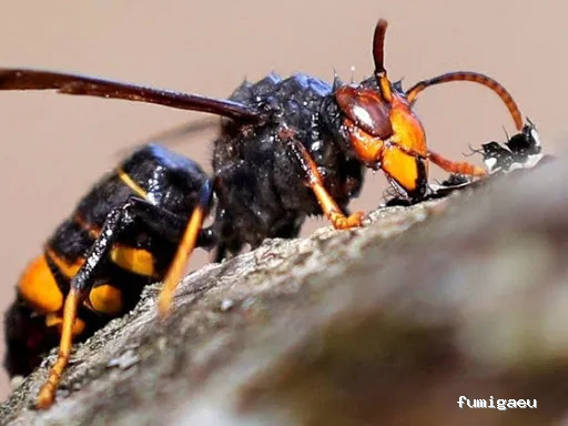 Tratamientos TURA - Control de Plagas en Cataluña
