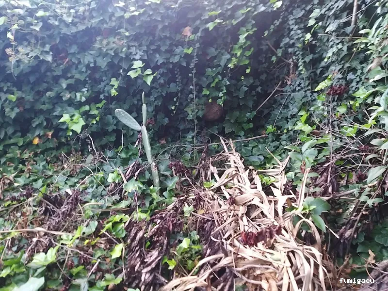 Tratamientos TURA - Control de Plagas en Cataluña