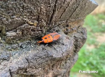 Senplag - Control sostenible de plagues i gestió del verd