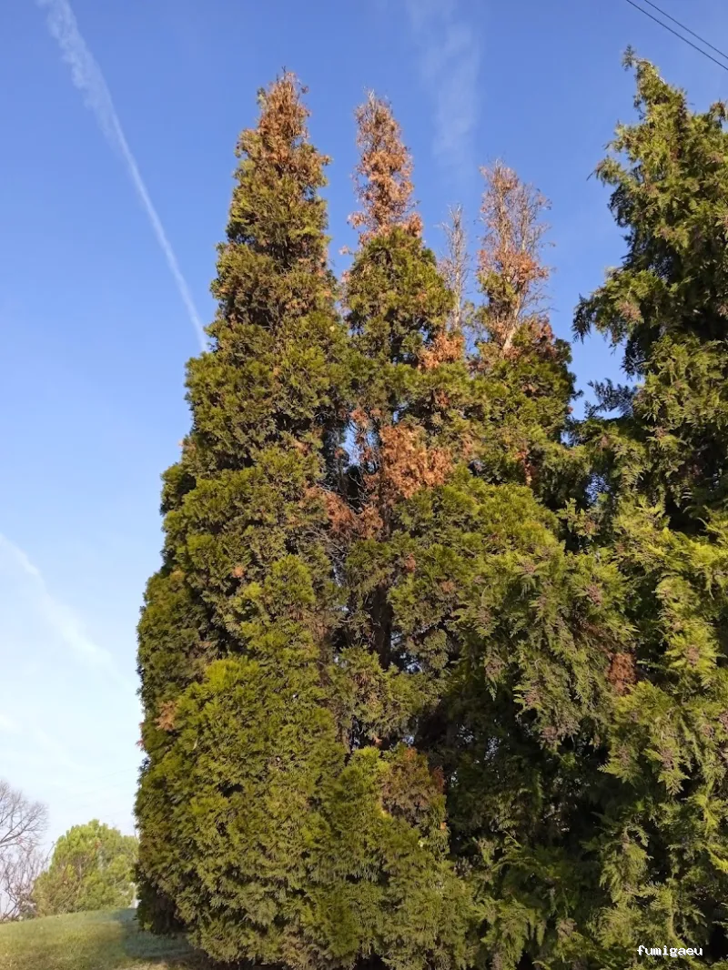 Senplag - Control sostenible de plagues i gestió del verd