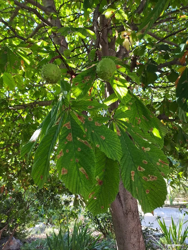 Senplag - Control sostenible de plagues i gestió del verd