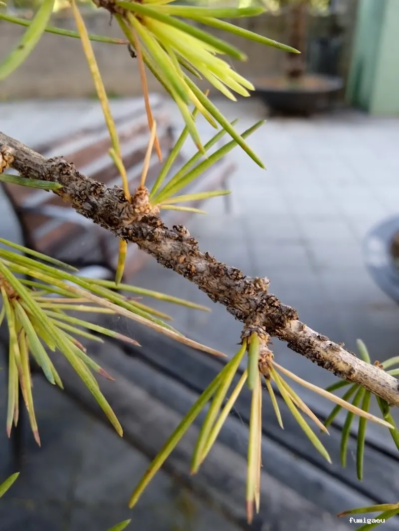 Senplag - Control sostenible de plagues i gestió del verd