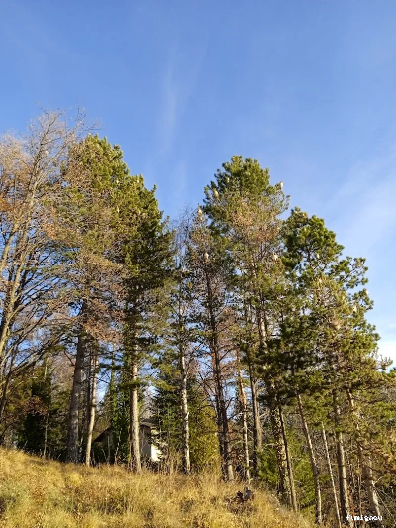 Senplag - Control sostenible de plagues i gestió del verd