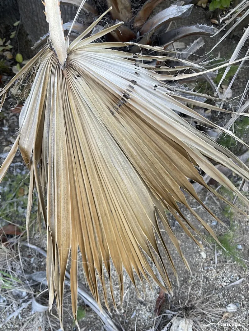 Senplag - Control sostenible de plagues i gestió del verd