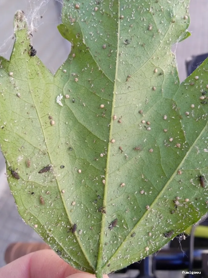 Senplag - Control sostenible de plagues i gestió del verd