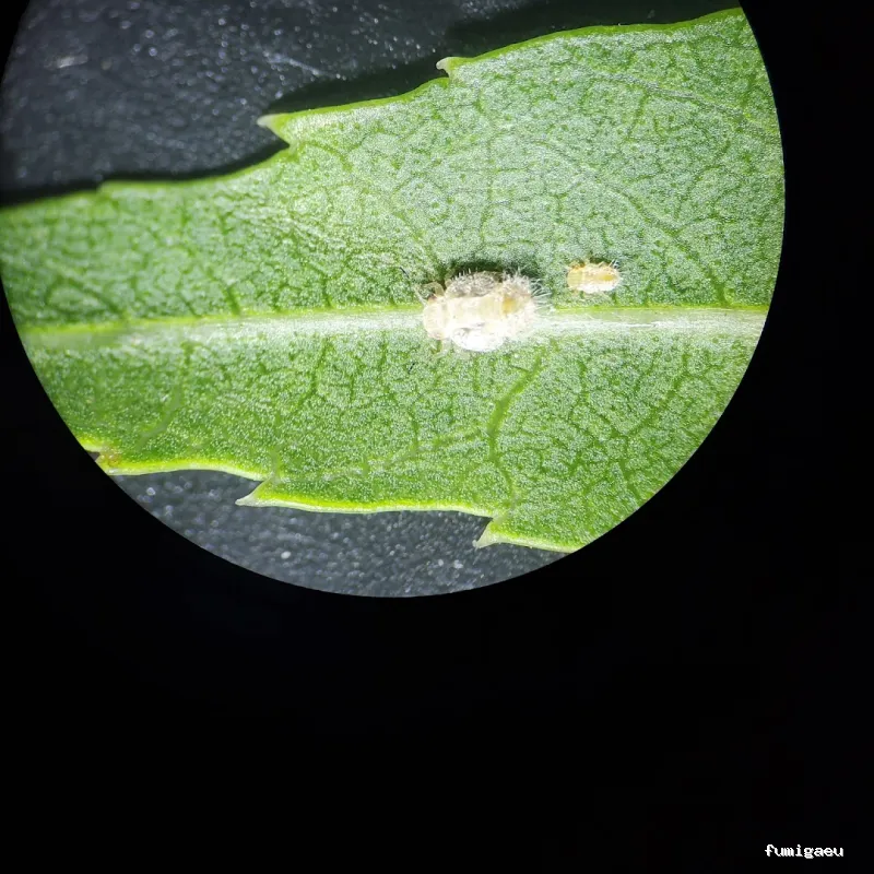 Senplag - Control sostenible de plagues i gestió del verd