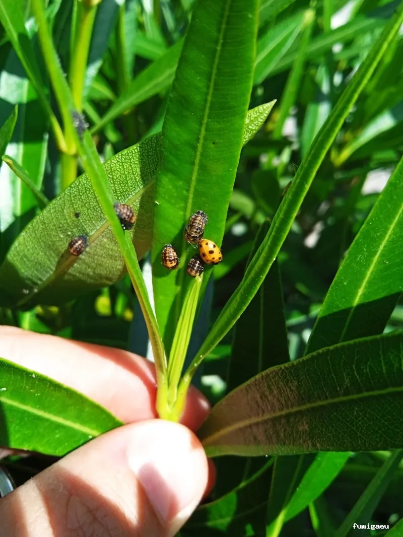 Senplag - Control sostenible de plagues i gestió del verd