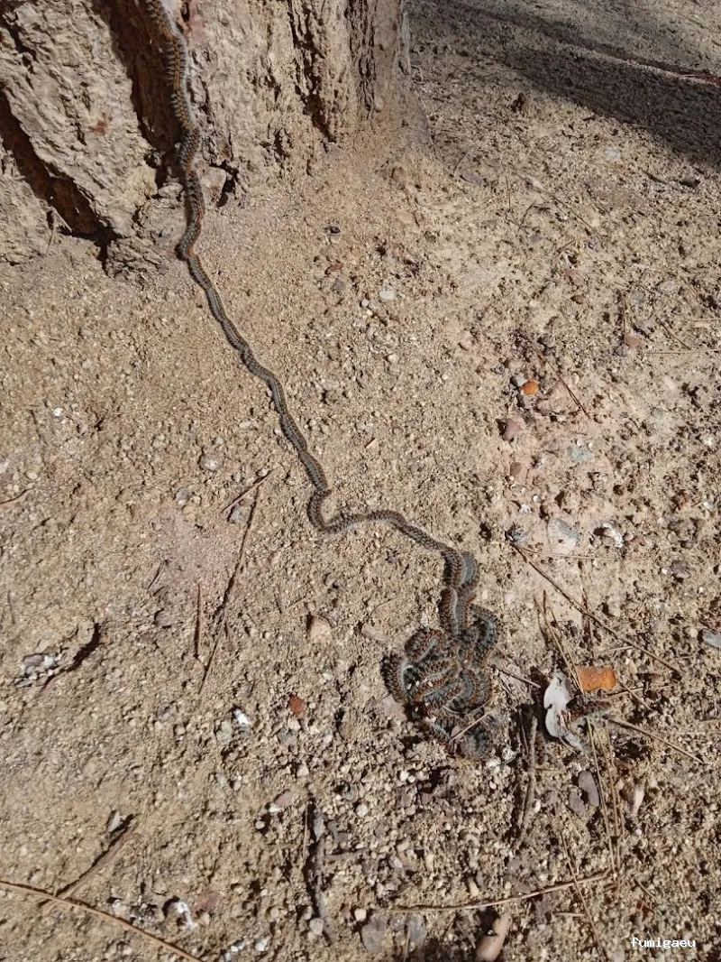 Senplag - Control sostenible de plagues i gestió del verd