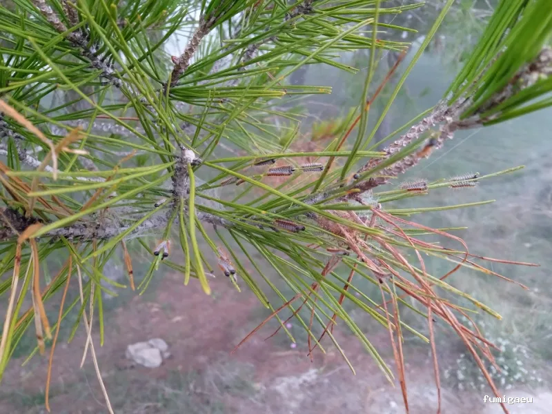 Senplag - Control sostenible de plagues i gestió del verd