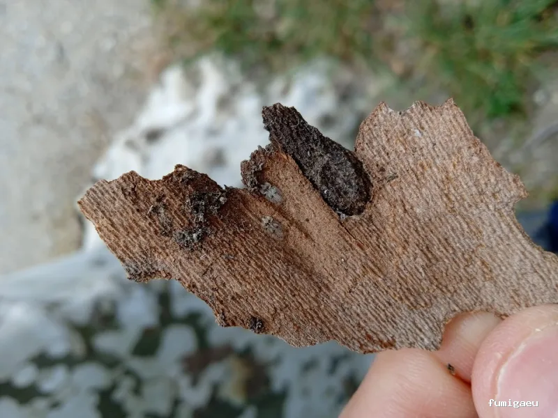 Senplag - Control sostenible de plagues i gestió del verd