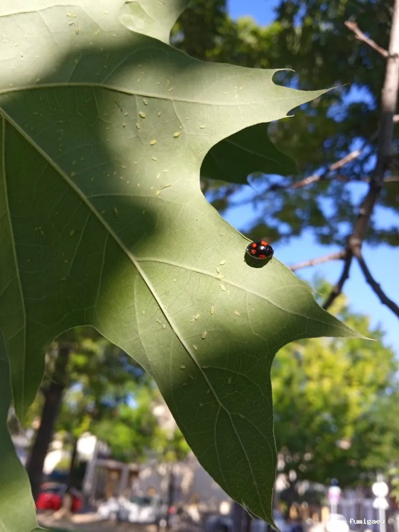 Senplag - Control sostenible de plagues i gestió del verd