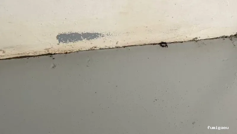 Anviana Sanidad Ambiental