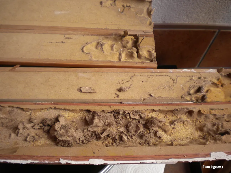 Desinfecciones Alfaro