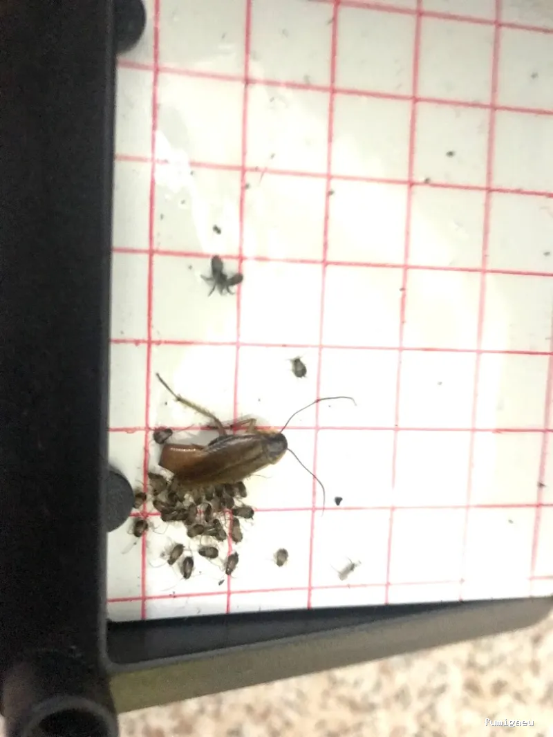 Quality Control de Plagas