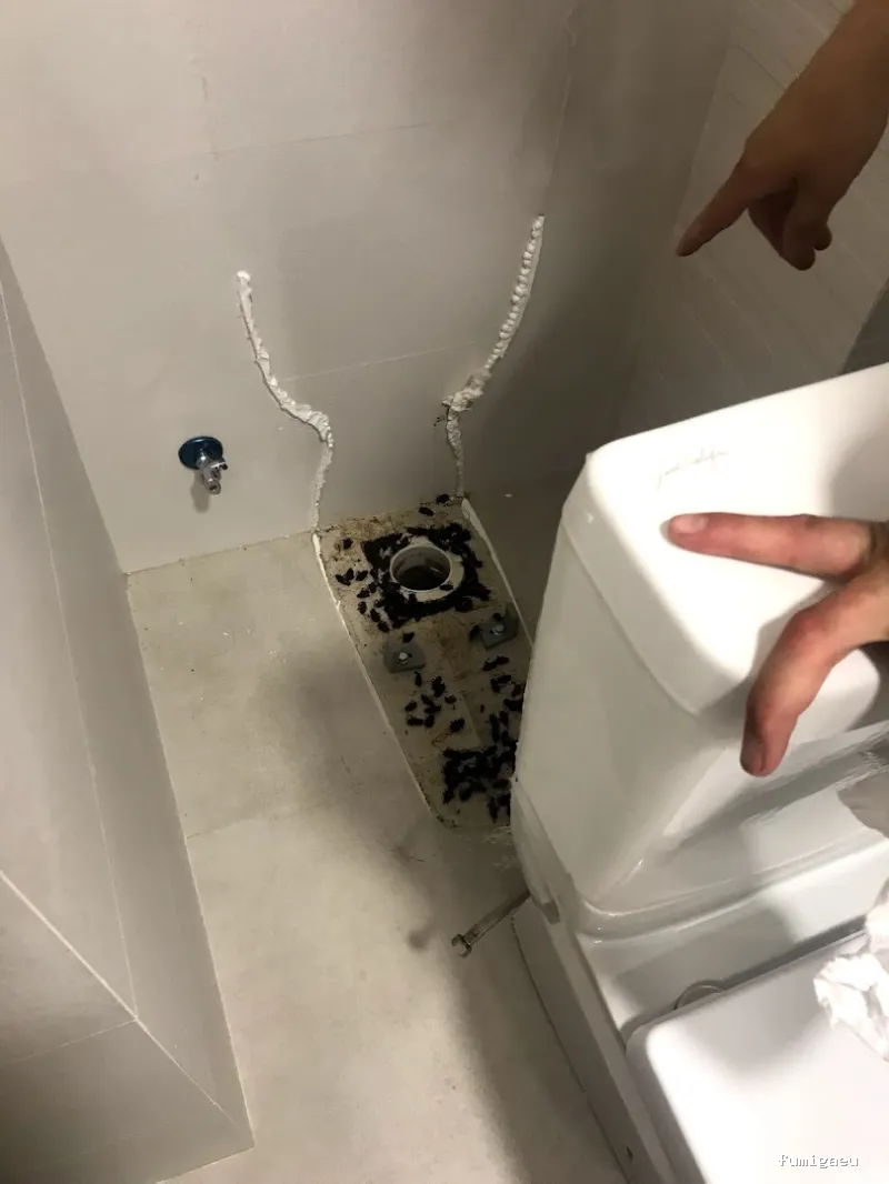 Quality Control de Plagas