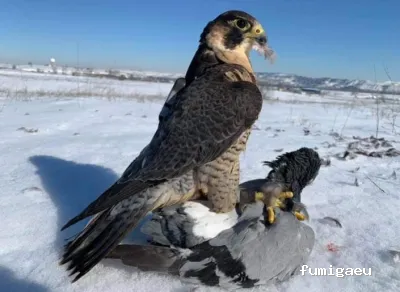 Control de plagas de palomas Toledo