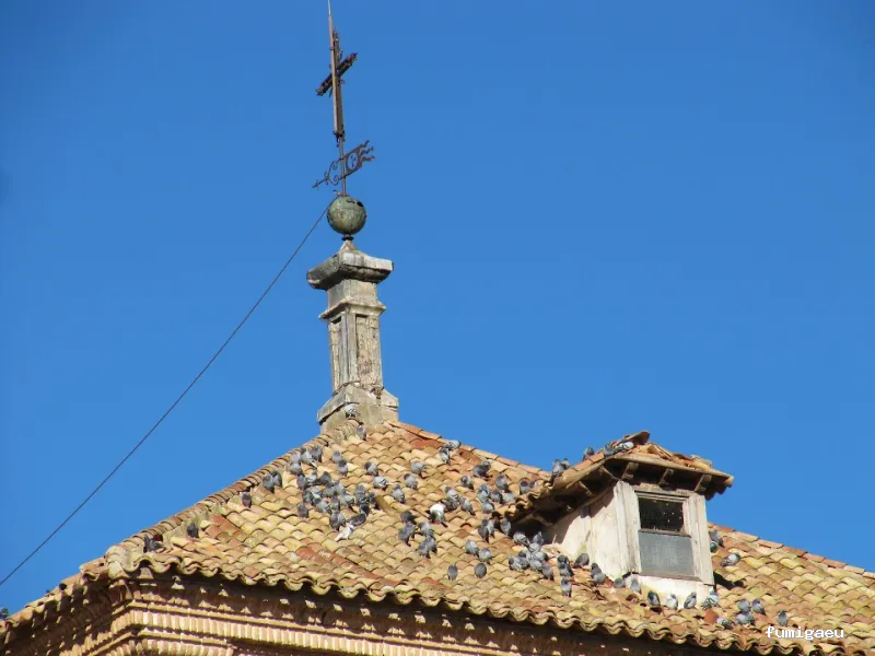 Control de plagas de palomas Toledo