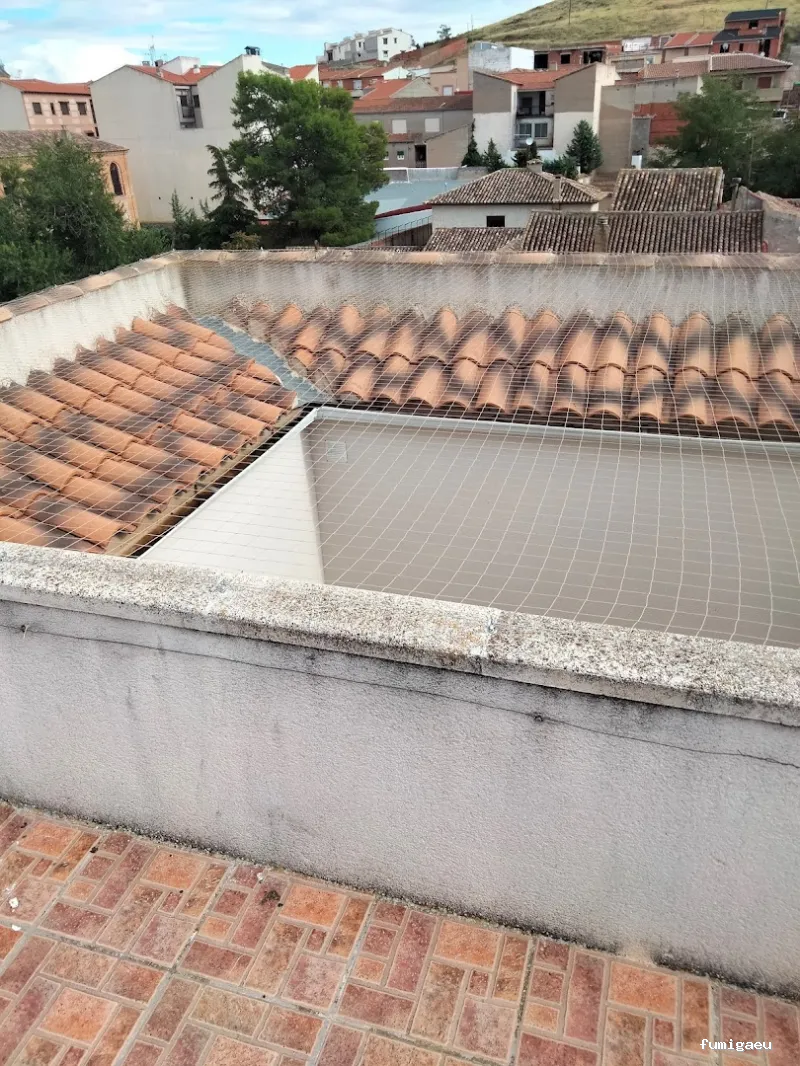 Control de plagas de palomas Toledo