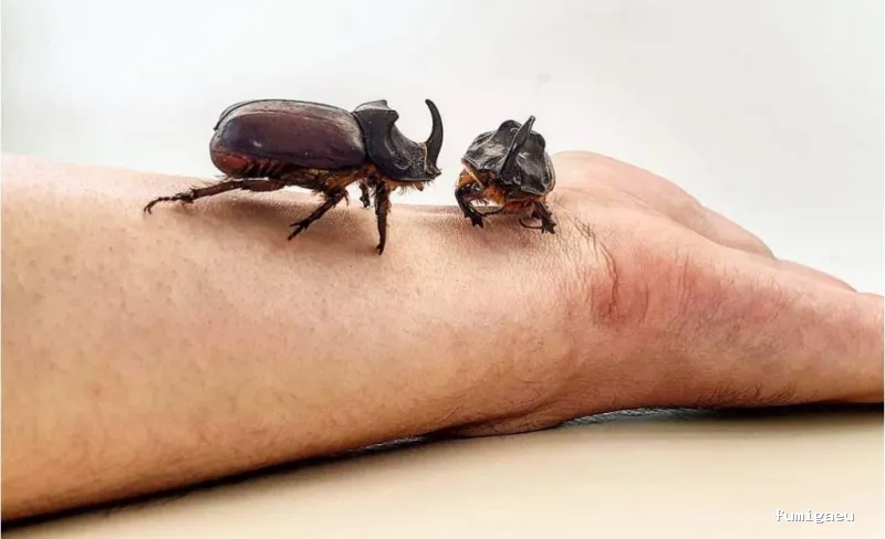 Gestior Quimics | Control de Plagues