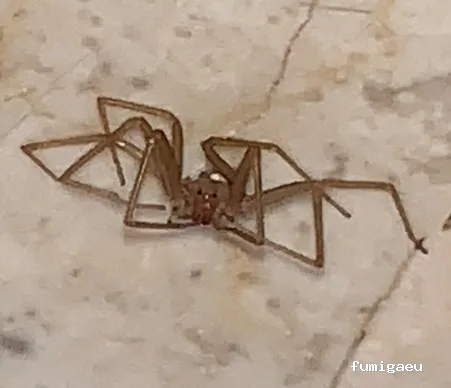 Avisur Desinfecciones y Plagas