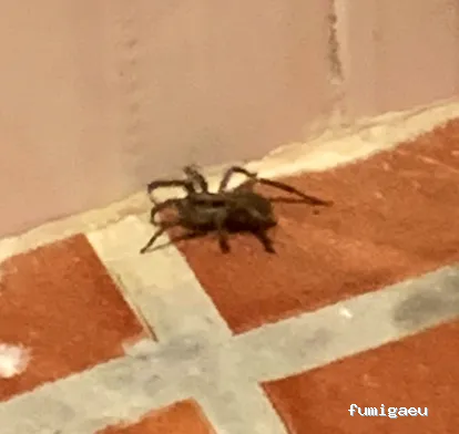 Avisur Desinfecciones y Plagas