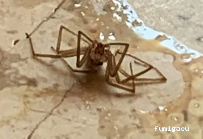 Avisur Desinfecciones y Plagas