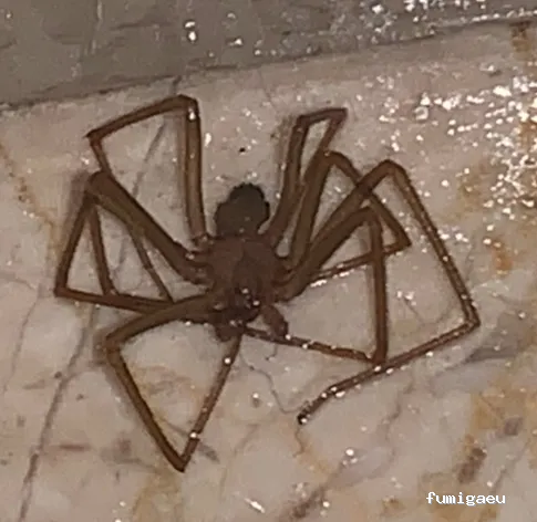 Avisur Desinfecciones y Plagas