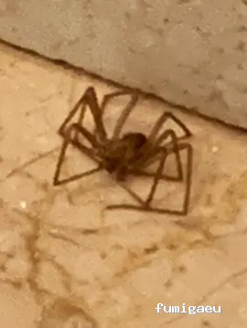 Avisur Desinfecciones y Plagas