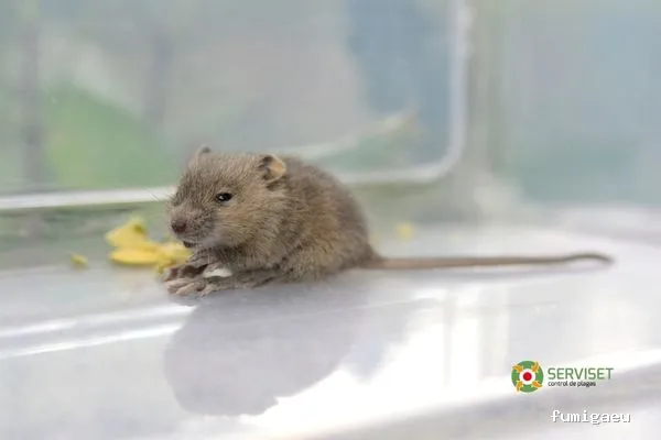 Serviset Plagas, S.L.