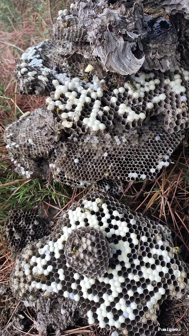 Serviset Plagas, S.L.