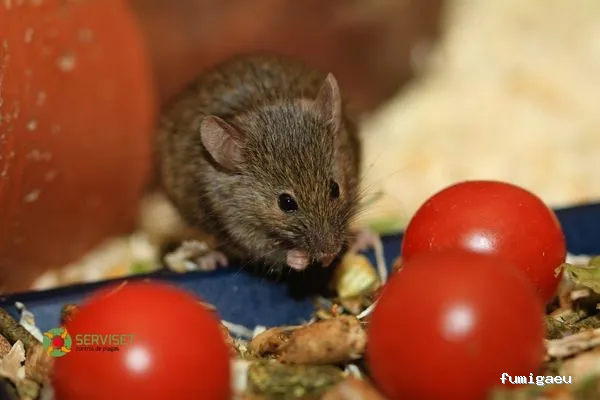 Serviset Plagas, S.L.